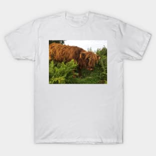 Scottish Highland Cattle Calf 2072 T-Shirt